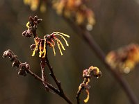 Hamamelis Aurora 2016 01 23 9041